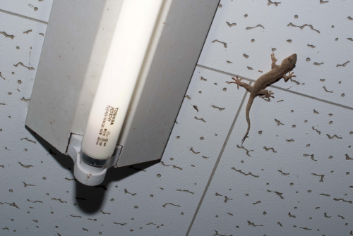 ニホンヤモリの飼育方法黒くなる理由や脱皮、大きさは？ - WORIVER