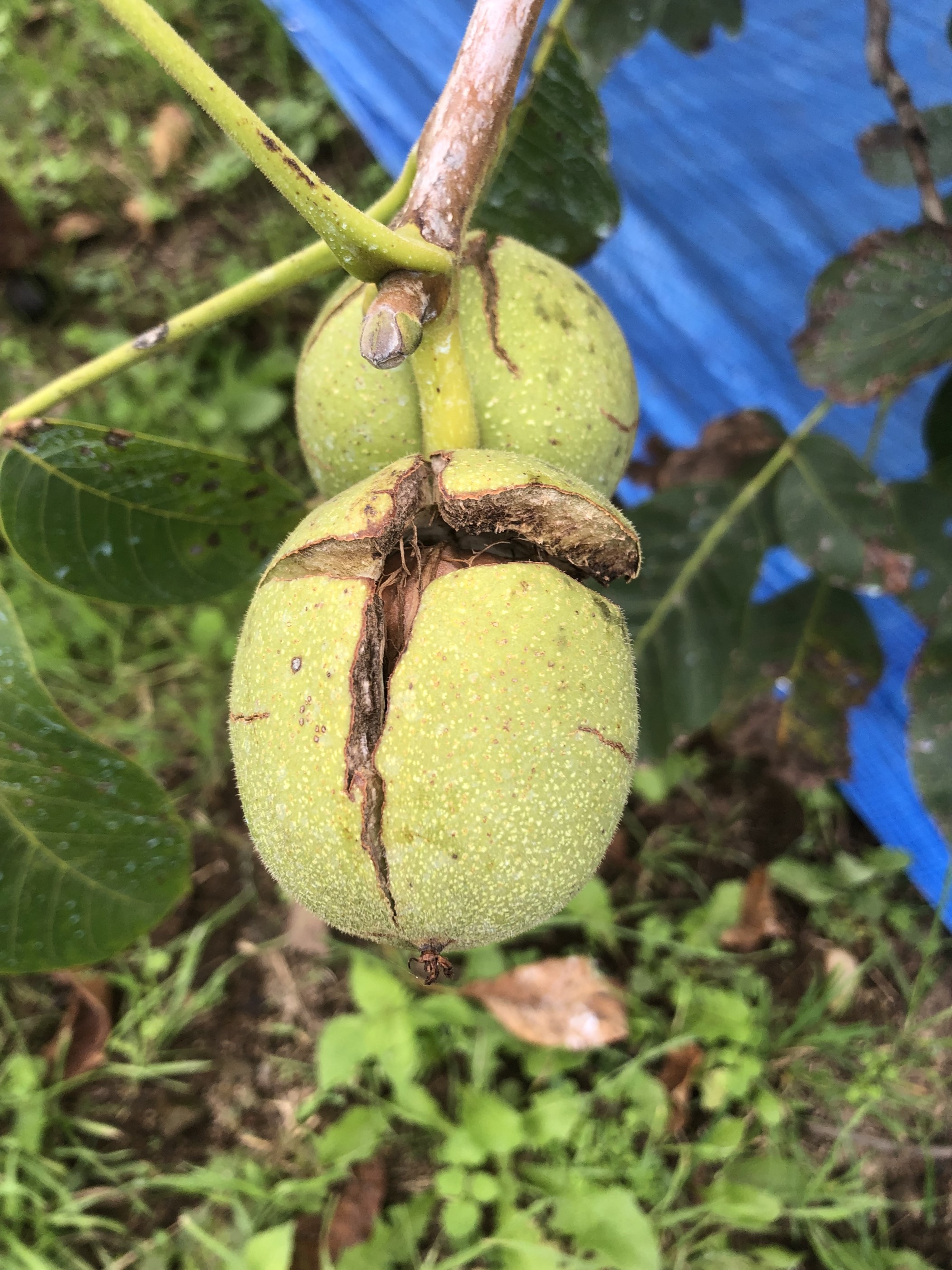 人気が高まりつつあるナッツ類。そんなナッツの国産化が進んでいる！？ - 農業メディア│Think and Grow ricci