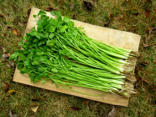 セリの再生栽培豆太郎の庭