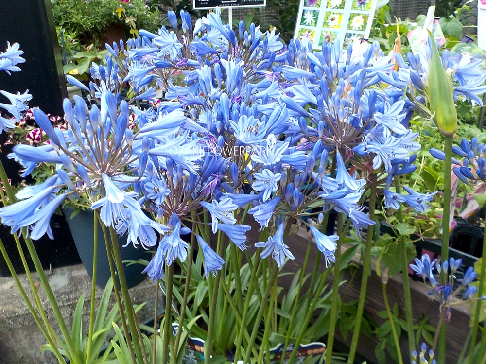 アガパンサスの育て方色々な育て方の情報 育て方ボックス