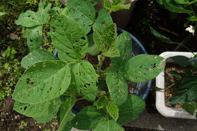 枝豆の葉が異常です。横70ｃｍ×巾40ｃｍ×深さ26ｃｍのプランタ 園芸相談Q＆Aみんなの趣味の園芸
