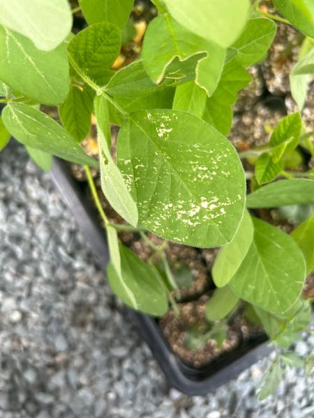 エダマメ 枝豆 の病気と害虫症状の特徴と防除方法やまむファーム