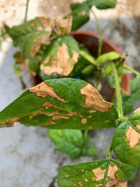 枝豆にベンレート散布: なるようになる