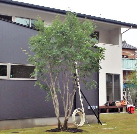 アオダモの育て方と特徴！シンボルツリーとして人気全国ガーデン情報サイト「お庭の窓口」