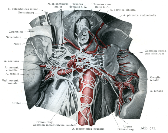 神経叢で副交感神経線維を含むのはどれか2013年 鍼灸 問題28徹底的解剖学 かずひろ先生 解剖学
