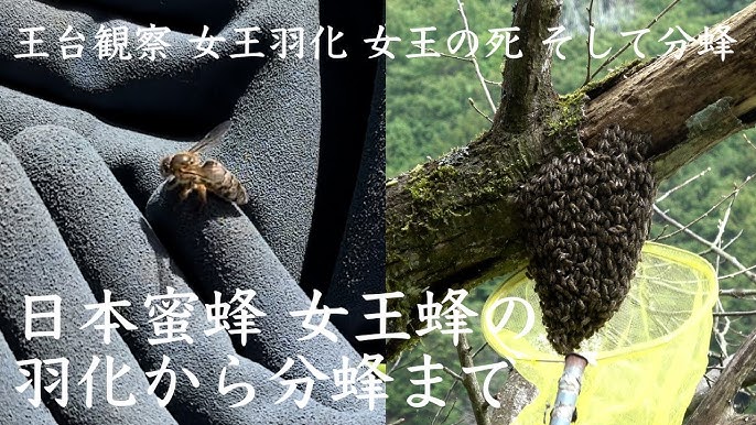 日本蜜蜂の群れ 新女王蜂