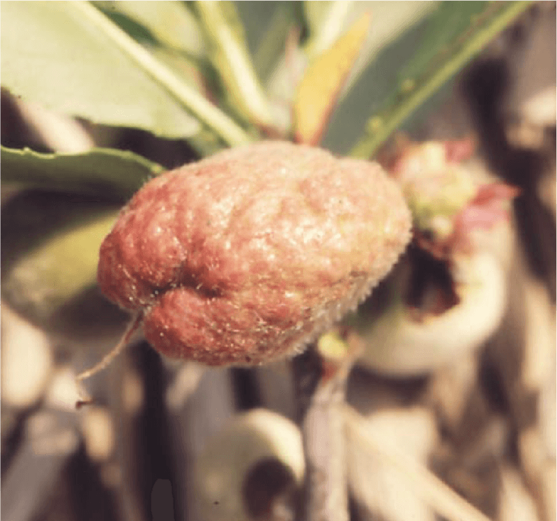 縮葉病 症状・対策・予防