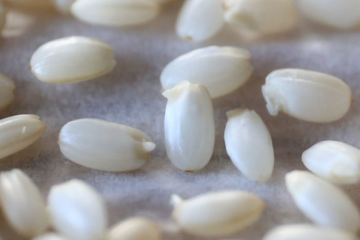 令和6年只見町産米使用 只見町産発芽玄米 1kgメーデルリーフ オンラインショップ