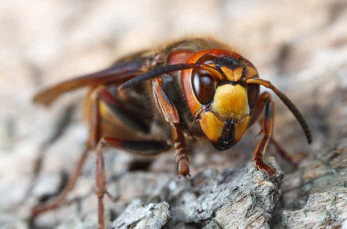 アース製薬 コバエがホイホイ2個コバエ捕り コバエ取り 捕獲器 置き型 対策 退治 キッチン-ハエ・蚊