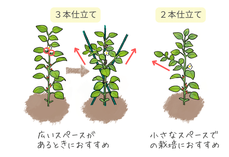 ピーマンの育て方・栽培方法失敗しない栽培レッスン 野菜 サカタのタネ 家庭菜園・園芸情報サイト 園芸通信