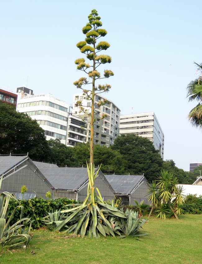 数十年に一度しか咲かない幻の花！？ 貴重な“アオノリュウゼツラン”の開花をこっそり見守ろう！浦安に住みたい！web
