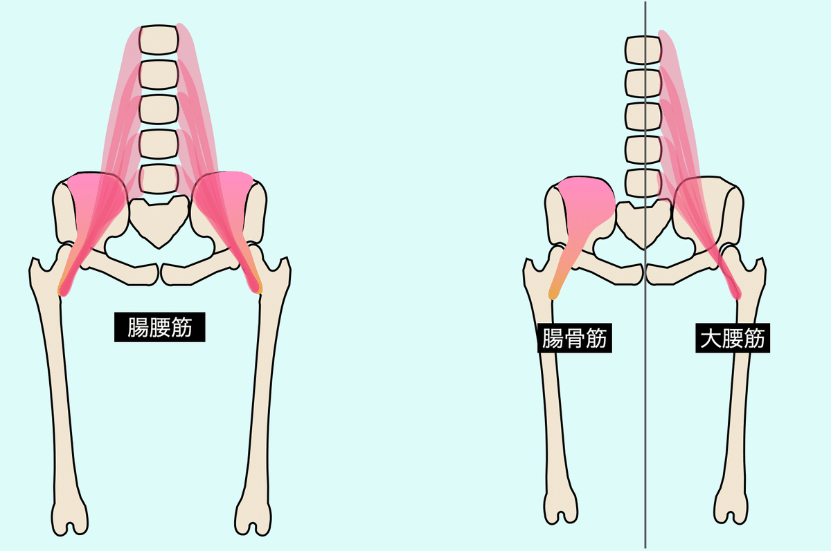 腸腰筋 腸骨筋 の評価 トーマステスト と筋トレ、ストレッチ理学療法士・作業療法士・言語聴覚士の求人、セミナー情報なら POST