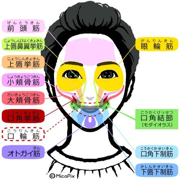 表情筋イラスト無料イラスト・フリー素材なら「イラストAC」