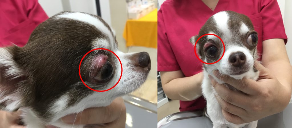 血が止まらない！ - どうぶつ病院京都 桂 旧名称：動物病院京都 西京桂院