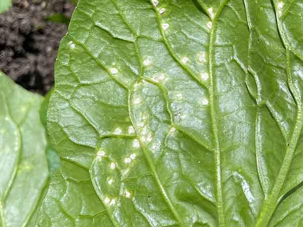 防虫ネット 虫除けネット 固定用Uピン20本 害虫の侵入を防ぐ 防風 防寒 通気性 家庭菜園 園芸用 2mx10m 2mx10m大根栽培 害虫対策の防虫ネットはいつまで？ 有機農家直伝！無農薬で育てる家庭菜園21 11 9