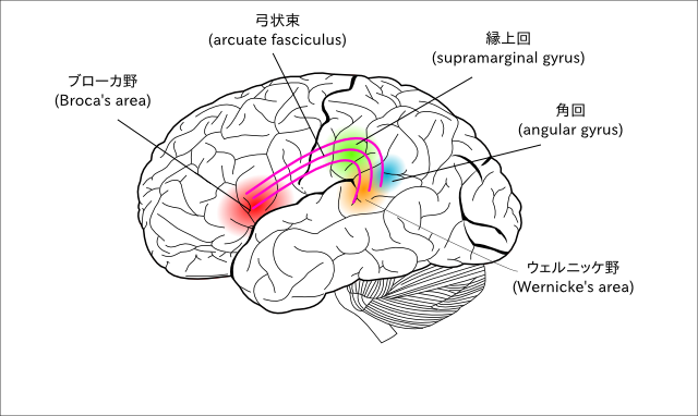 共同発表：言語の文法処理を支える３つの神経回路を発見