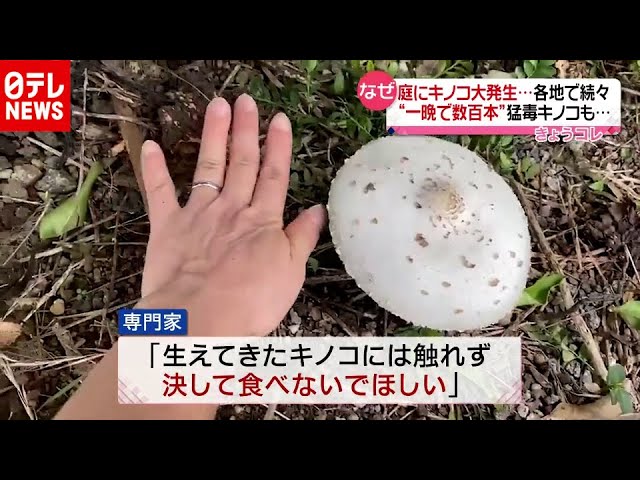 ドクツルタケ - Wikipedia