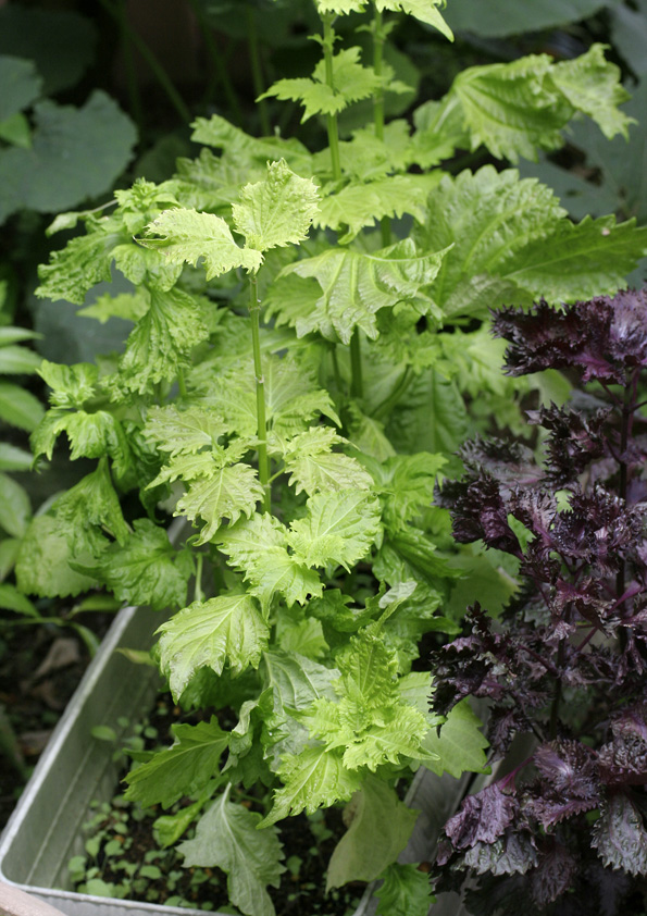大葉苗 薬味 青じそ苗 大葉 青じそ 大葉の苗 苗 挿し木 野菜 ⑤ ニラ、大葉