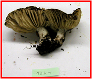 アカハツタケ 赤初茸Lactarius deliciosus- PictureThis