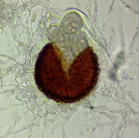 島根県：褐斑病・うどんこ病 トップしごと・産業農林業技術情報農業技術情報病害虫防除所病害虫データベース 目次ブドウ