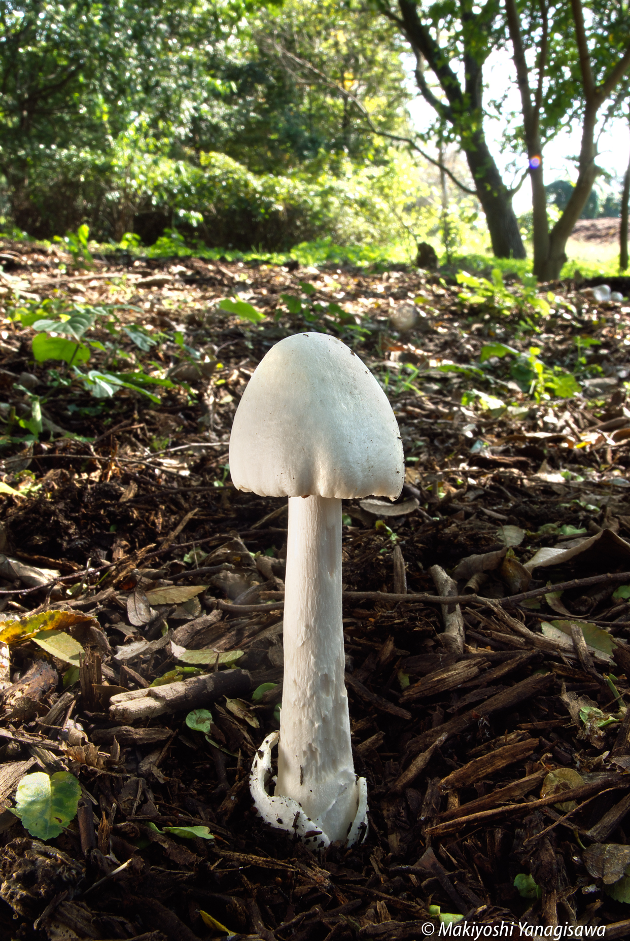 芝生になぞのキノコが生えていた 芝生に生えてしまうキノコの種類と対策芝生のことなら「しばふる」