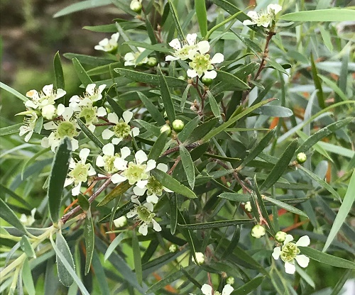 シルバーティーツリー レプトスペルマム シルバーウーリーティーツリー 別名ホワイトティーツリー 6号大株※お届けに10日程度かかる場合がございます。花木10-TN花木・庭木, オージープランツ ,レプトスペルマム赤塚植物園オンライン花の音花苗・ガーデニング