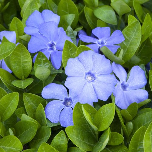 初心者向け 多肉植物の英語名とその読み方一覧！簡単に覚えられるコツも紹介 – 多肉植物の通販・販売サイト tawawa