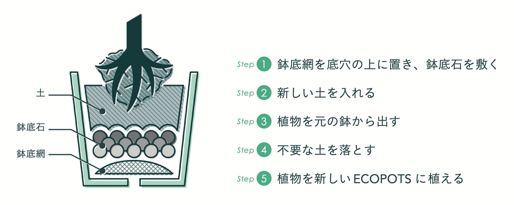 観葉植物の植え替え方は？最適なタイミングや具体的な手順を解説となりのカインズさん