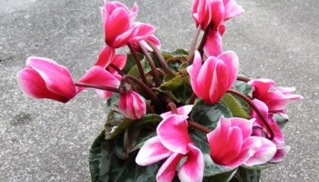 シクラメンの水やりってどうやるの？適した時期や頻度を方法別に紹介 – 東京寿園