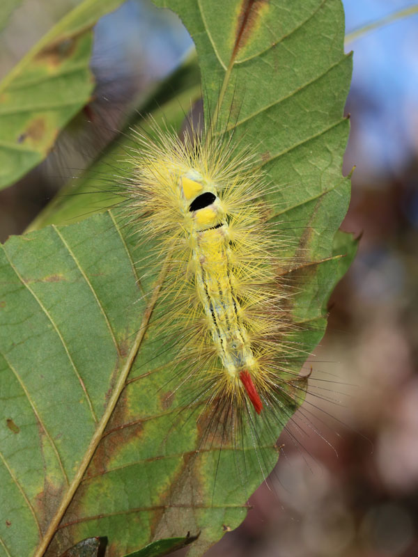 リンゴドクガの幼虫1住所：石川県加賀市山中温泉下谷町自然人ネット