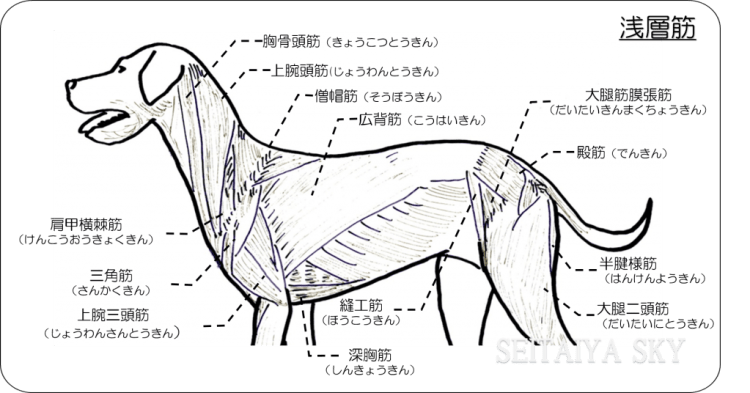 Amazon.co.jp: 3パック 犬の筋肉と骨格系 内臓解剖学ポスターセット、ラミネート加工、獣医解剖学生理学、17.3 x22.5インチ、教育学習と学生のための解剖図 : 産業・研究開発用品