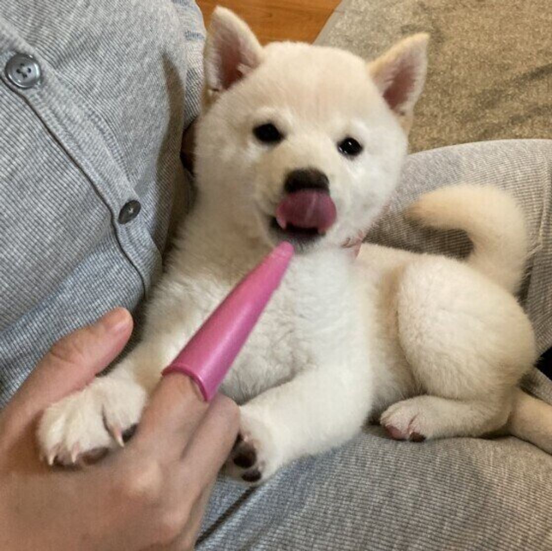 犬の歯磨きシートの効果や使い方を解説！おすすめの歯磨きシートもココグルメ