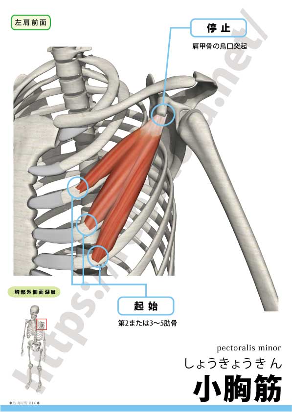 胸郭出口症候群」とはどのような病気ですか？ 胸郭出口症候群