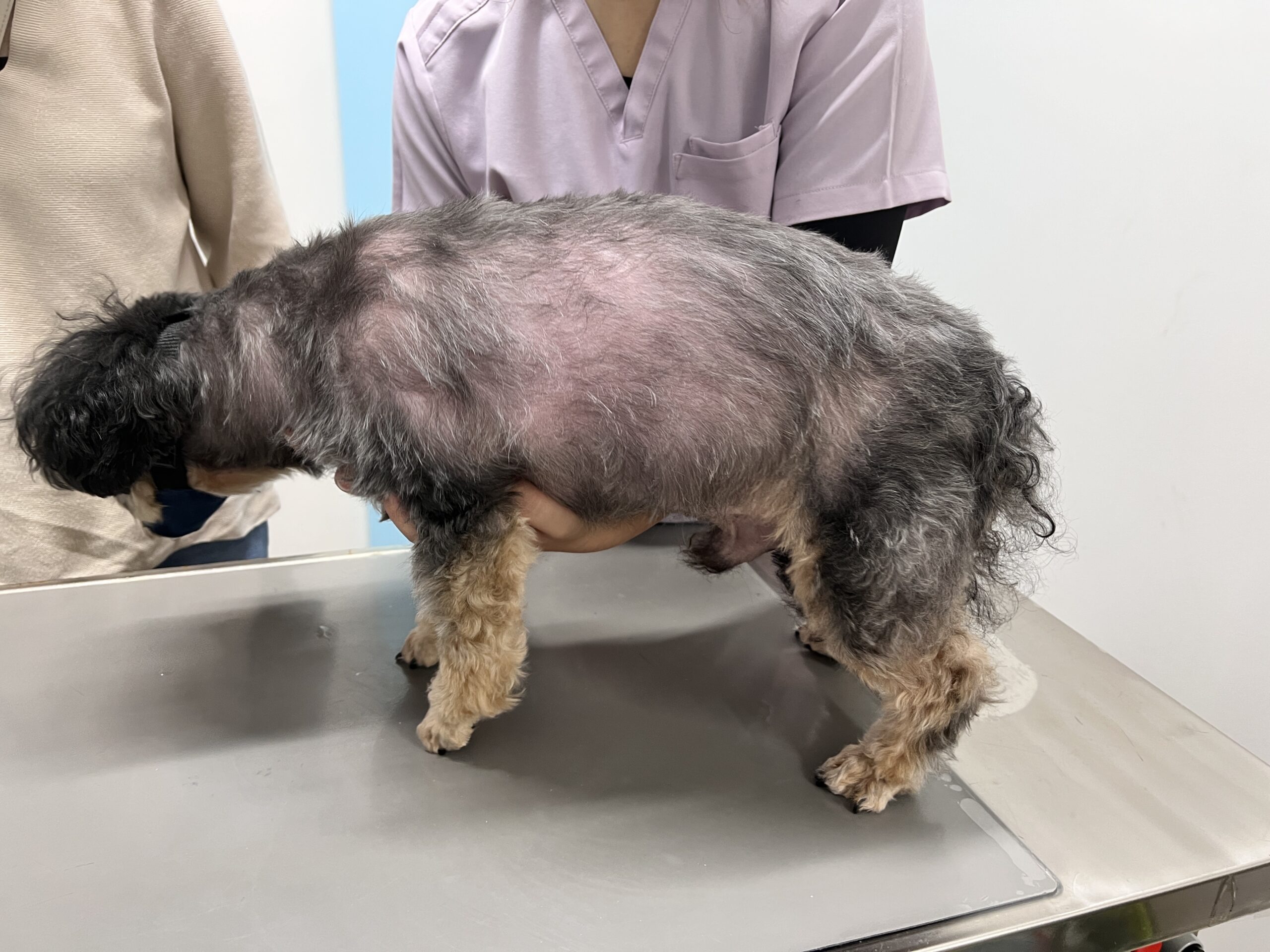 犬の脱毛・毛が抜ける症状がある時に考えられる原因とは？なんよう動物病院知立市の動物病院