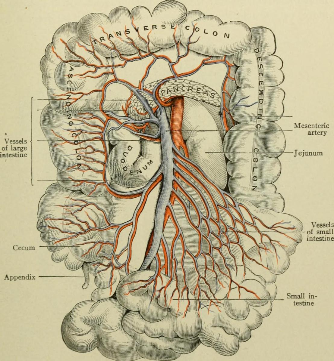 27 腸間膜 High Res Illustrations - Getty Images