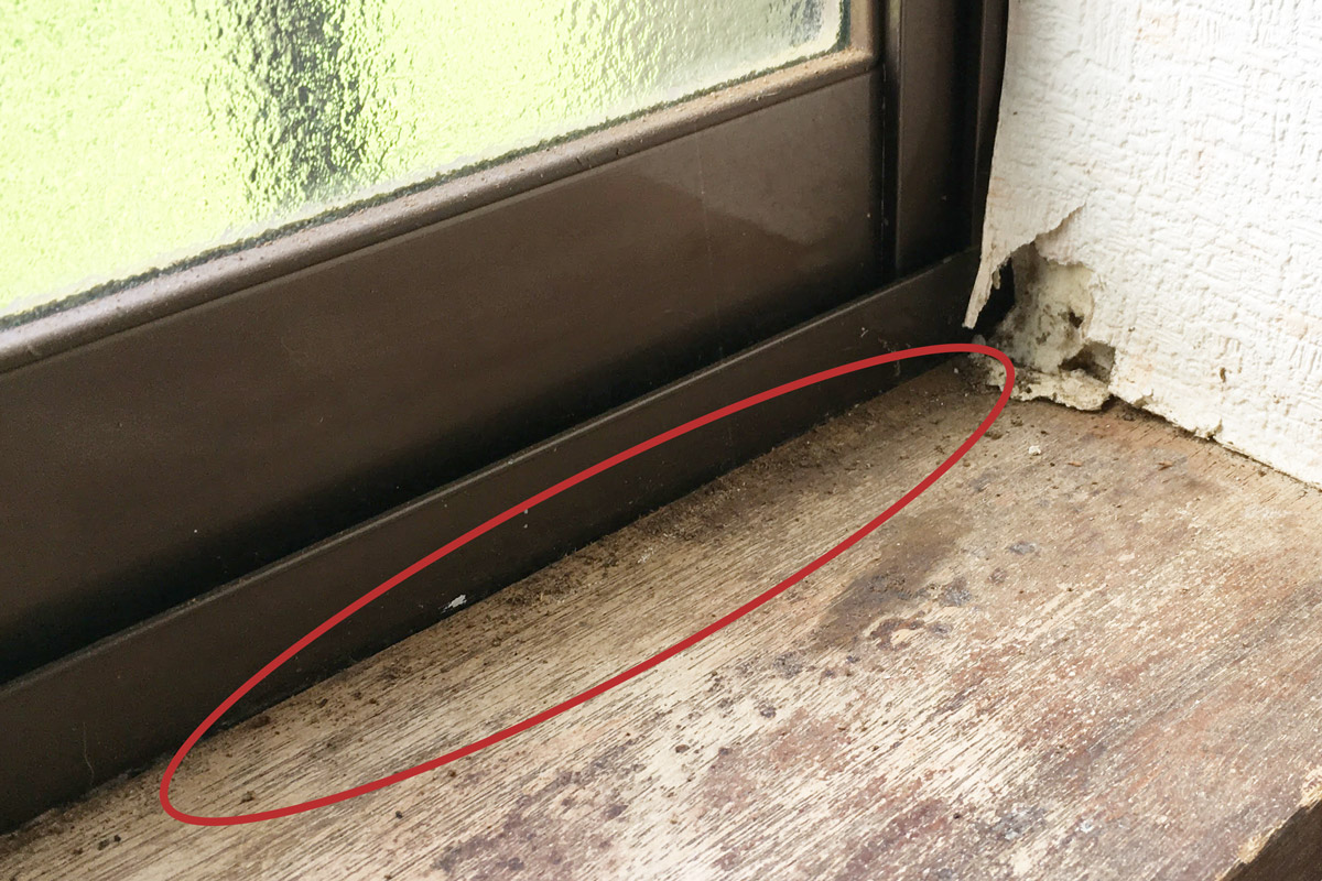 シロアリの幼虫を知ろう！どんなカタチ、大きさをしているの？シロアリ1番