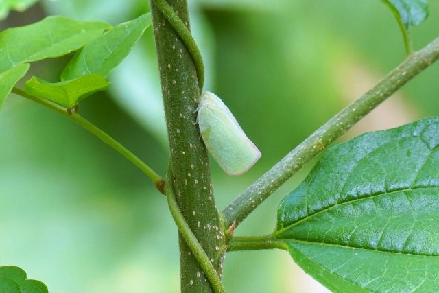 レモンが毎年すす病になってしまうので、安全性高そうなロハピというスプレー選んで散布してみました。 レモンは新芽が勢いよく伸び始めました😊レモンレモン栽培ロハピガーデニング