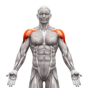 ディップスタンドを活用した「肩」のトレーニング3種目