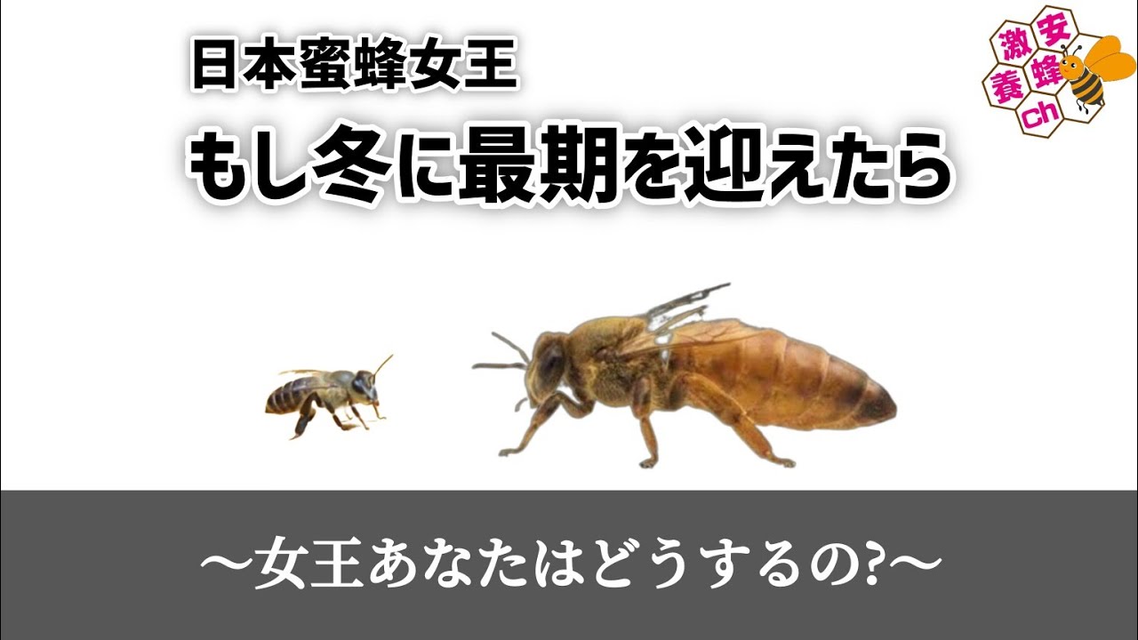 日本蜜蜂の群れ 新女王蜂