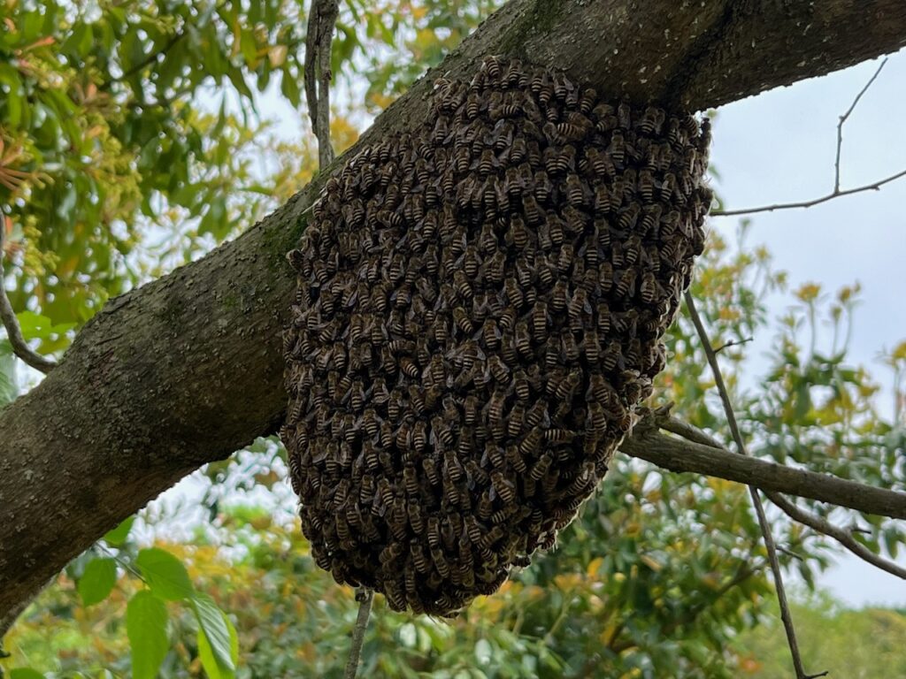 西洋ミツバチ の女王蜂が産卵を始をました。: 新・廿日市市の自然観察 昆虫