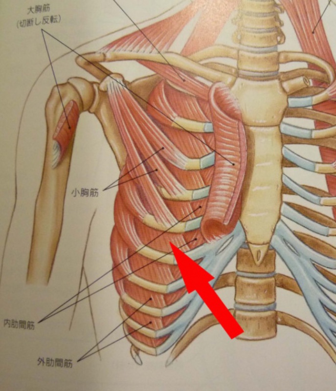 外肋間筋と内肋間筋高津整体院