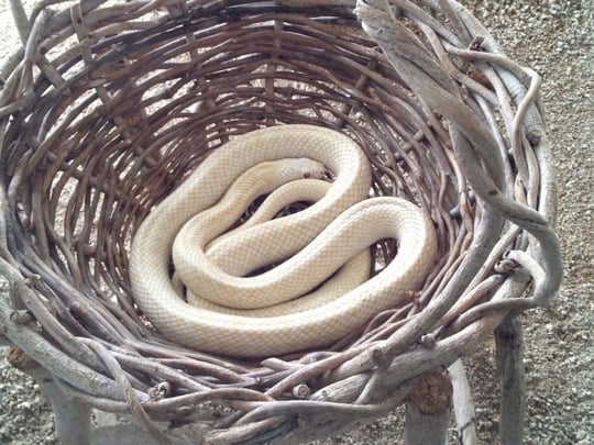 夢占い 蛇の夢の意味・暗示することは？夢の内容別に解説 -セキララゼクシィ