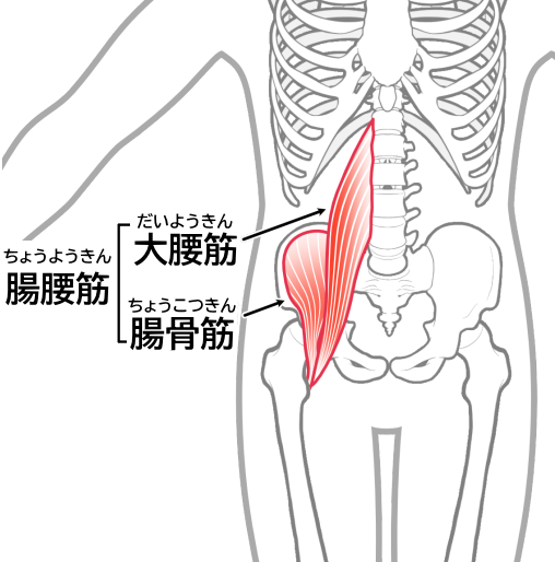 腸腰筋の解剖学機能とトレーニング、ストレッチ法を分かりやすく解説