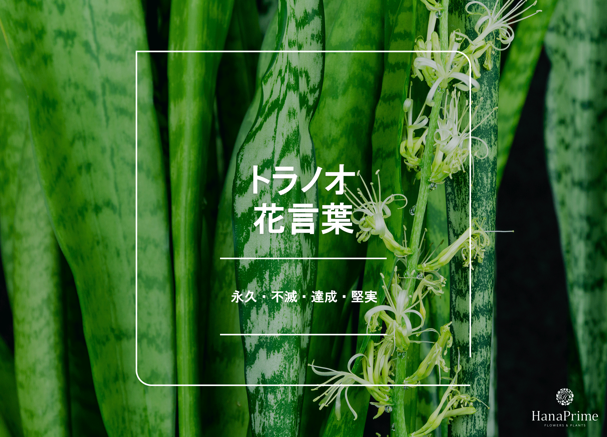サンスベリア トラノオ 虎の尾 の種類と花花言葉は不吉なの？HORTI by GreenSnap