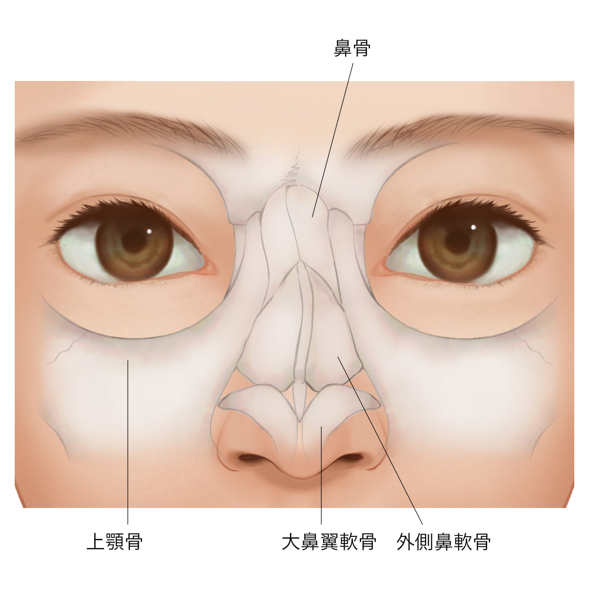 斜鼻修正・鼻の歪み 鼻の整形 自由が丘クリニック 公式