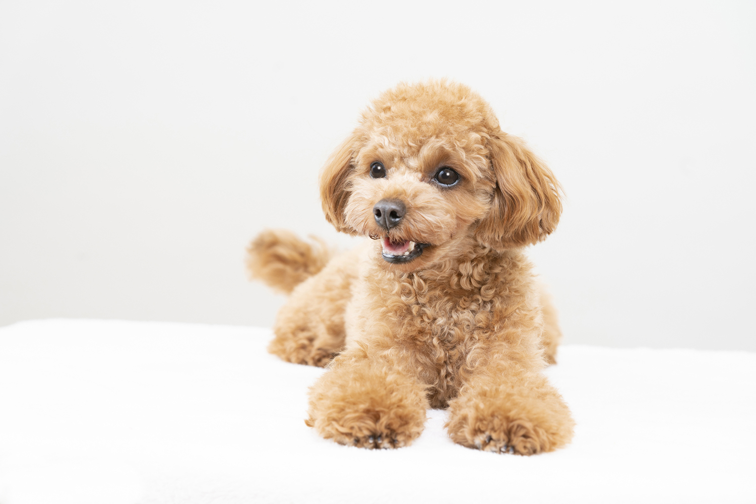 獣医師監修 犬の生理 ヒート とは？周期・期間・症状と正しい対処法を解説Vet