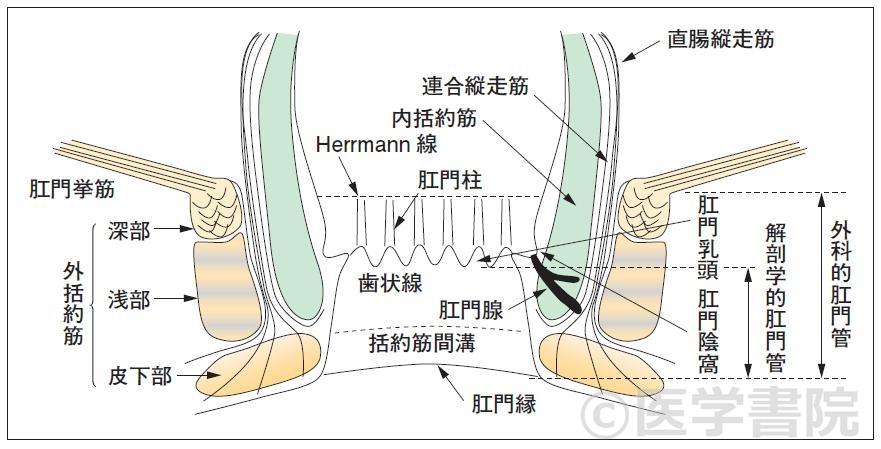 胸部CT道場１１・飛び飛びに白くなる陰影７・粒状影のいろいろ６・小葉の中心部、ならびに辺縁部 リンパ路・広義間質 に存在する粒状影１:やさしイイ呼吸器教室
