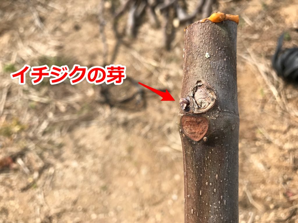 イチジク栽培 奇跡の復活！芽がなくなっても復活します！ 挿し木コンテナ栽培研究所