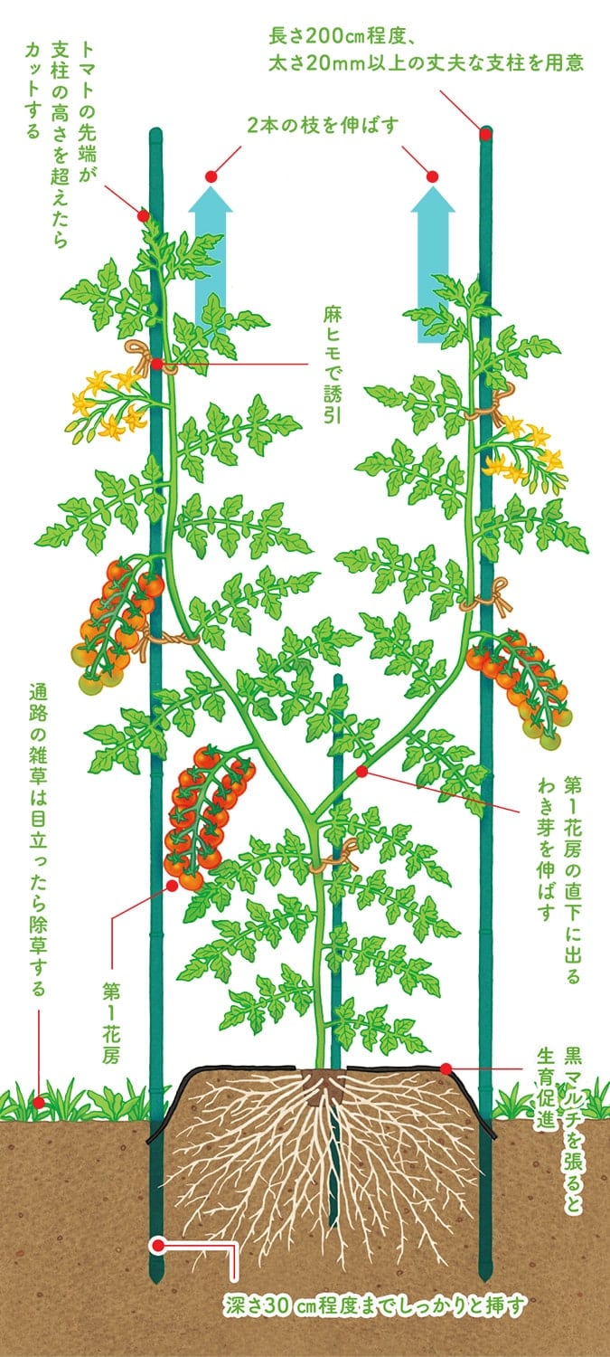 トマトの脇芽 わき芽 管理：家庭菜園の育て方ガイド - 渥美半島とまとランド