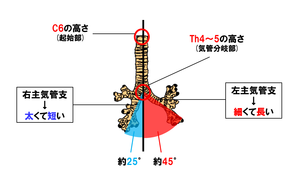 気管について正しいのはどれか。２つ選べ。 第46回理学療法士国家試験AM58— 理学療法士国家試験対策PTES